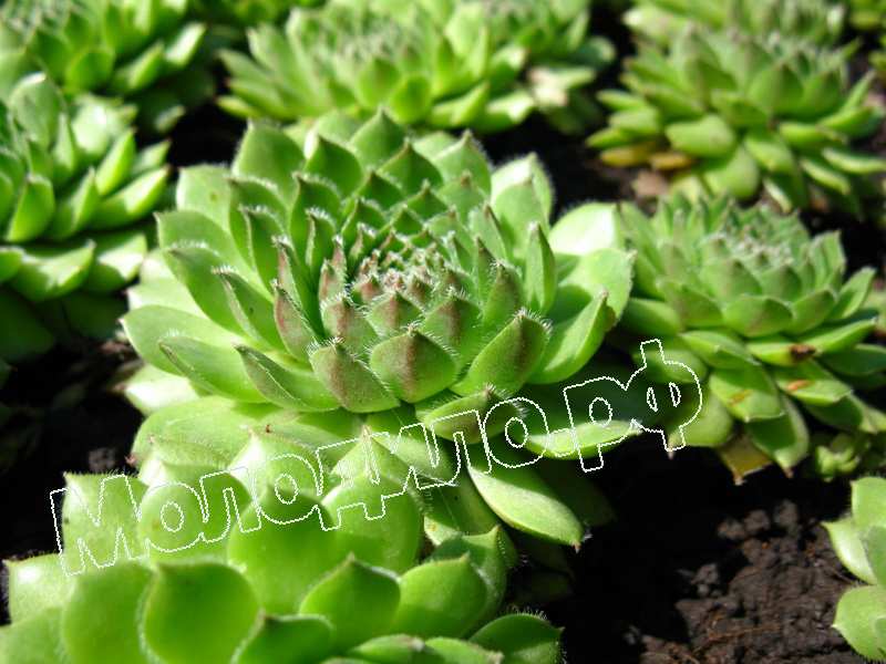 Sempervivum