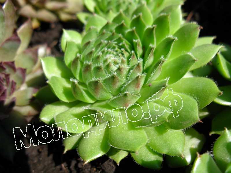 Sempervivum