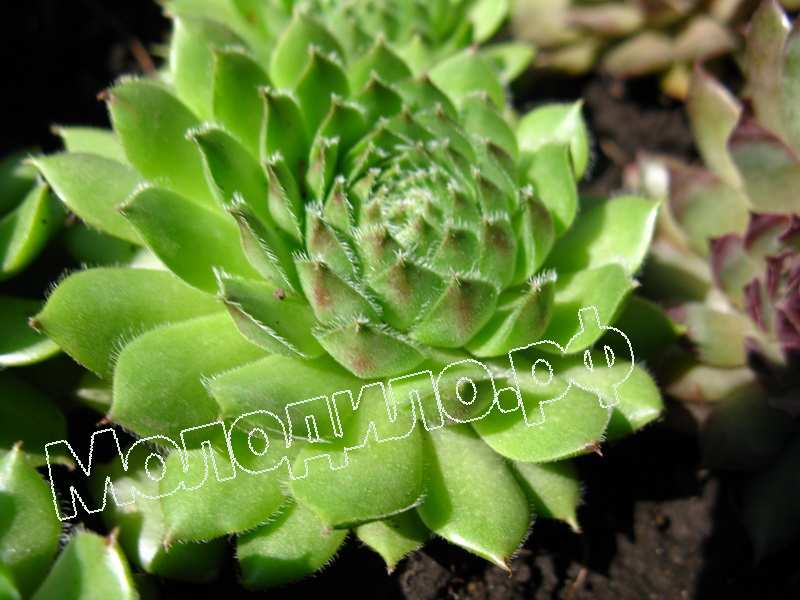 Sempervivum