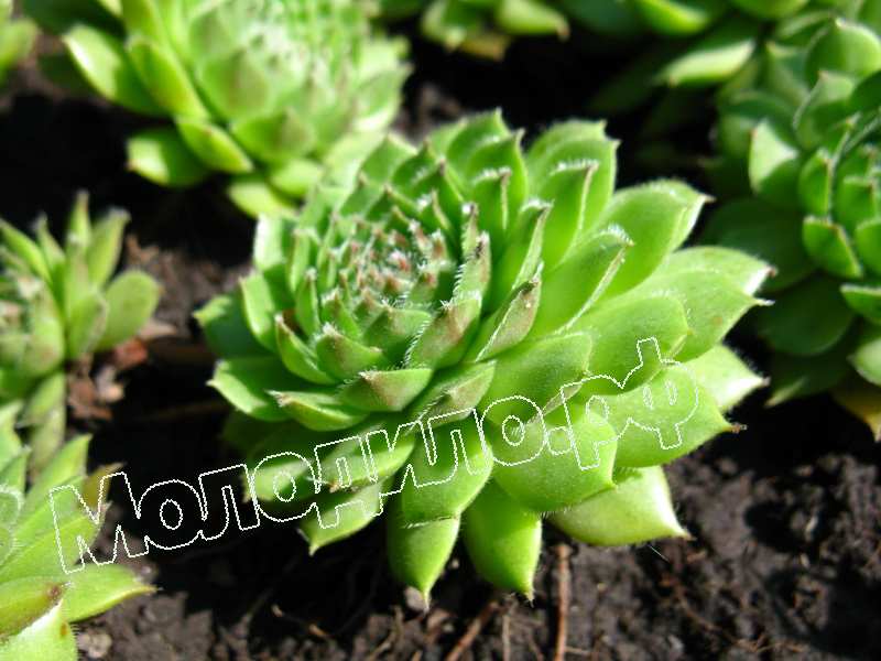 Sempervivum