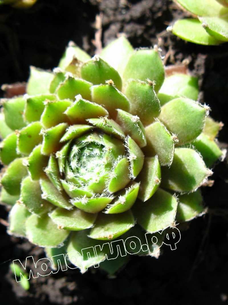 Sempervivum