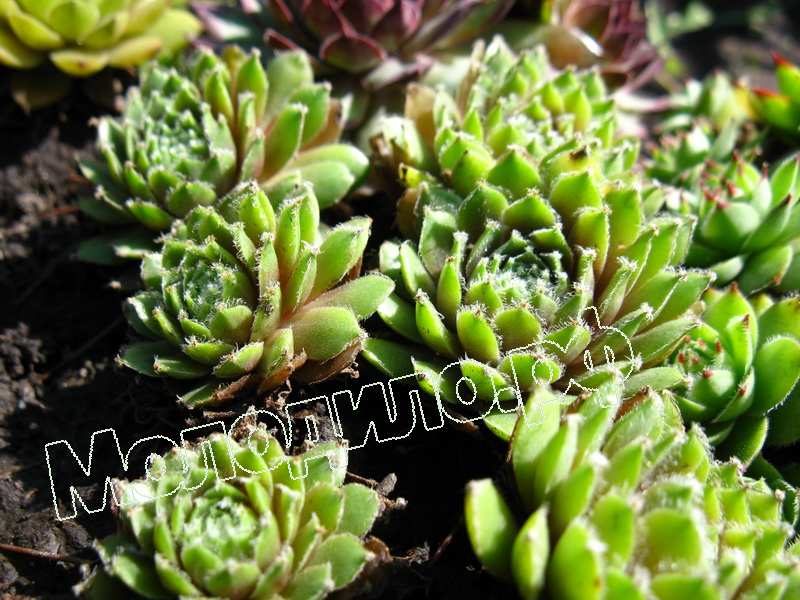 Sempervivum