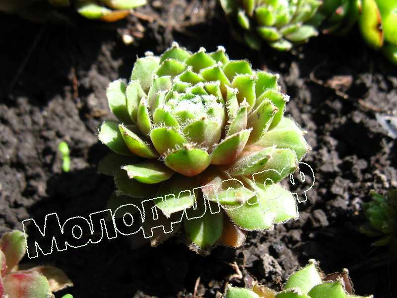 Sempervivum