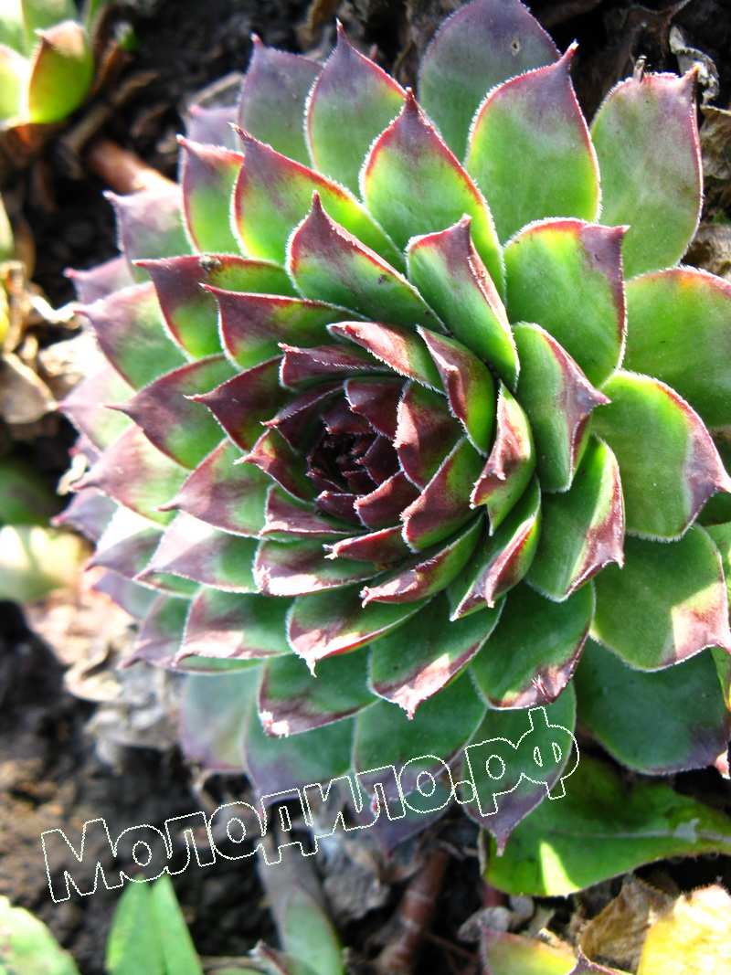 Sempervivum