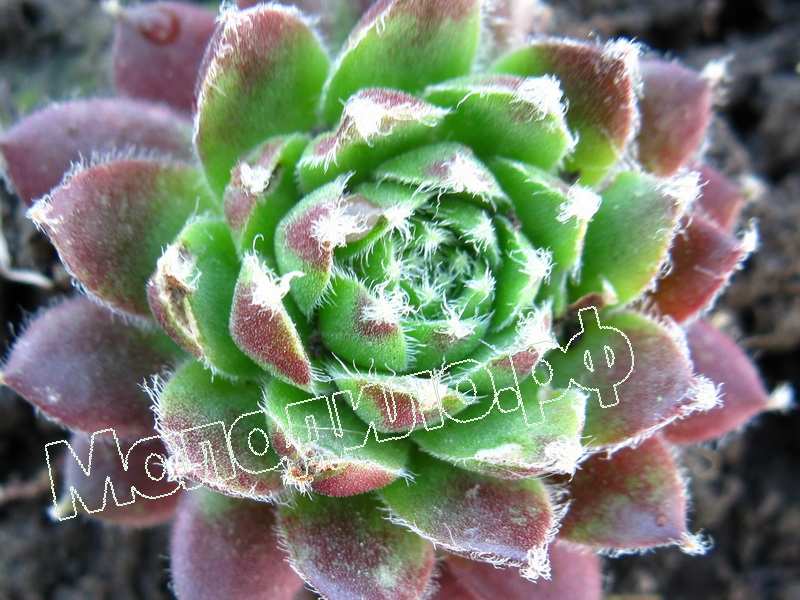 Sempervivum