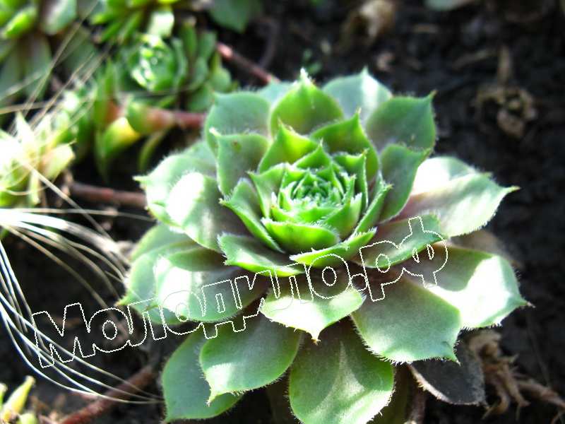 Sempervivum