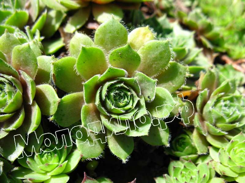 Sempervivum