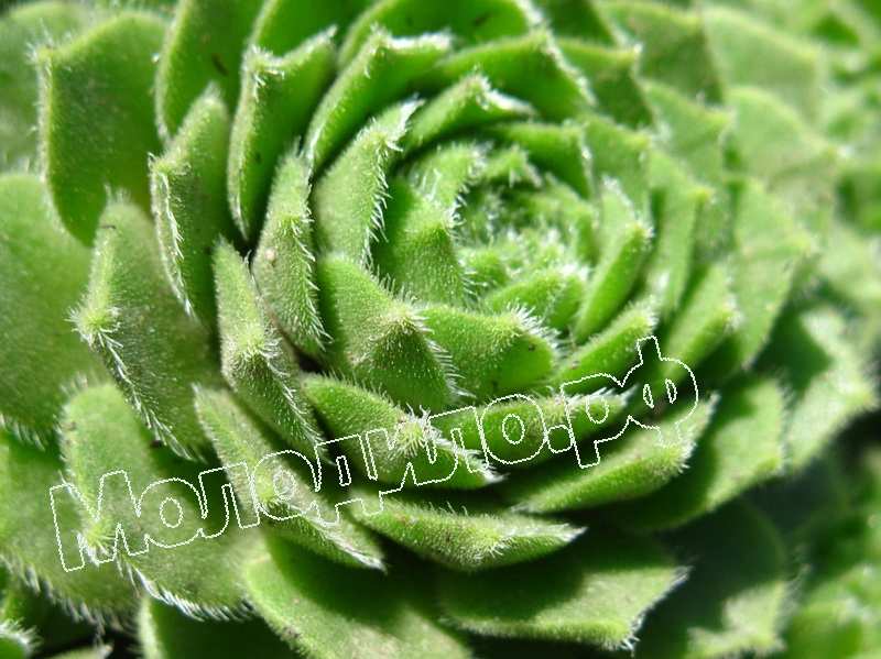 Sempervivum