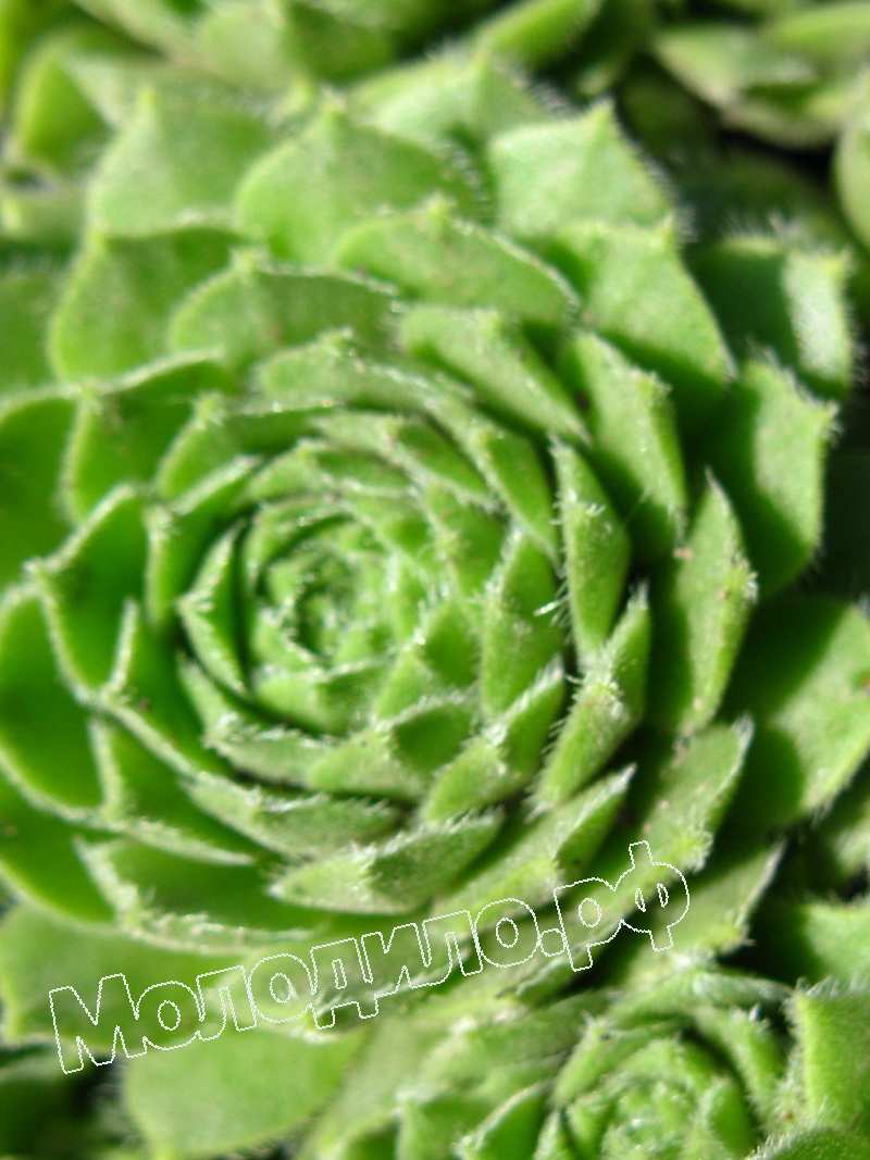 Sempervivum