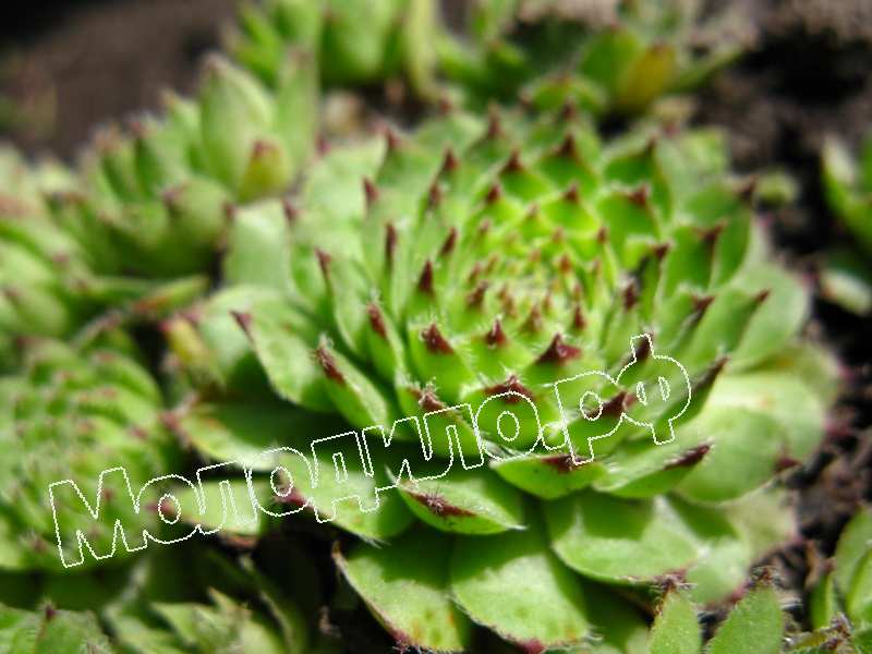 Sempervivum