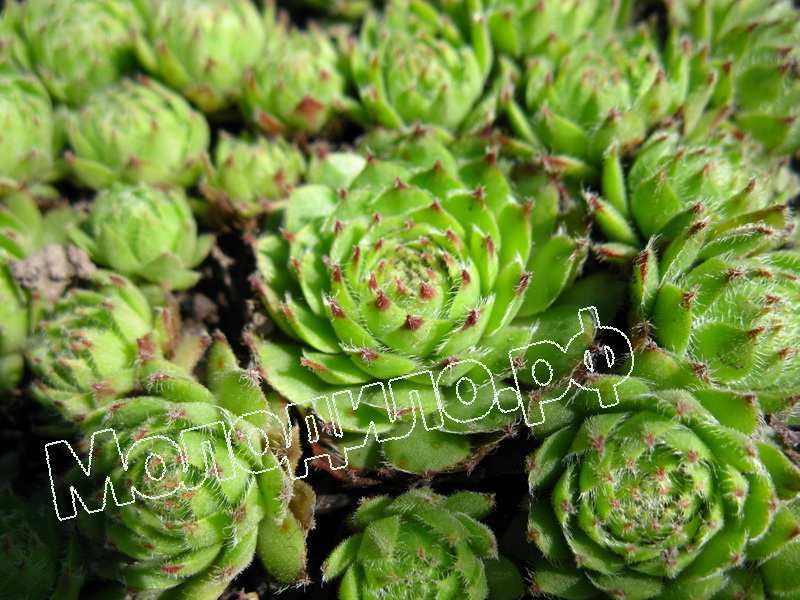 Sempervivum