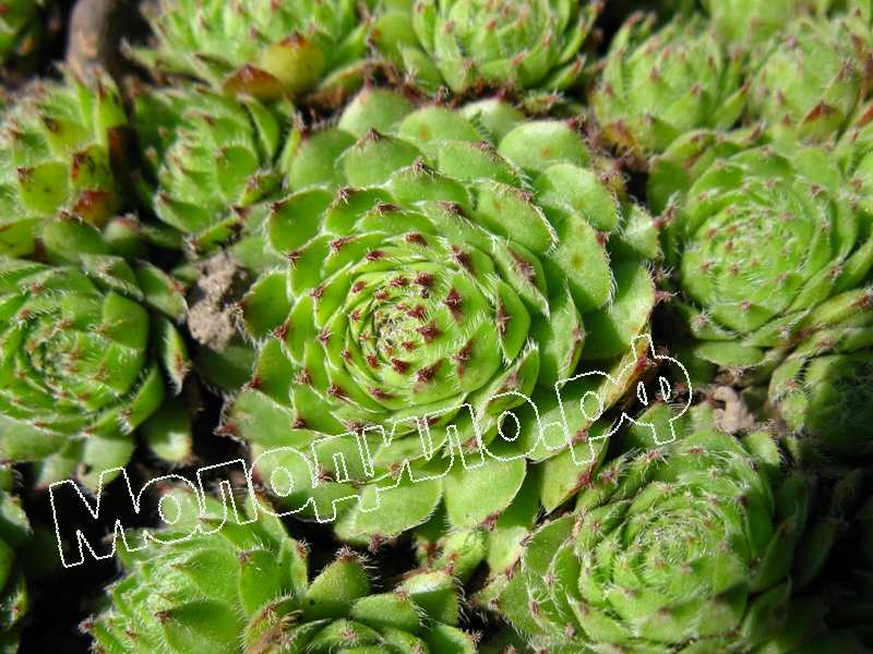 Sempervivum