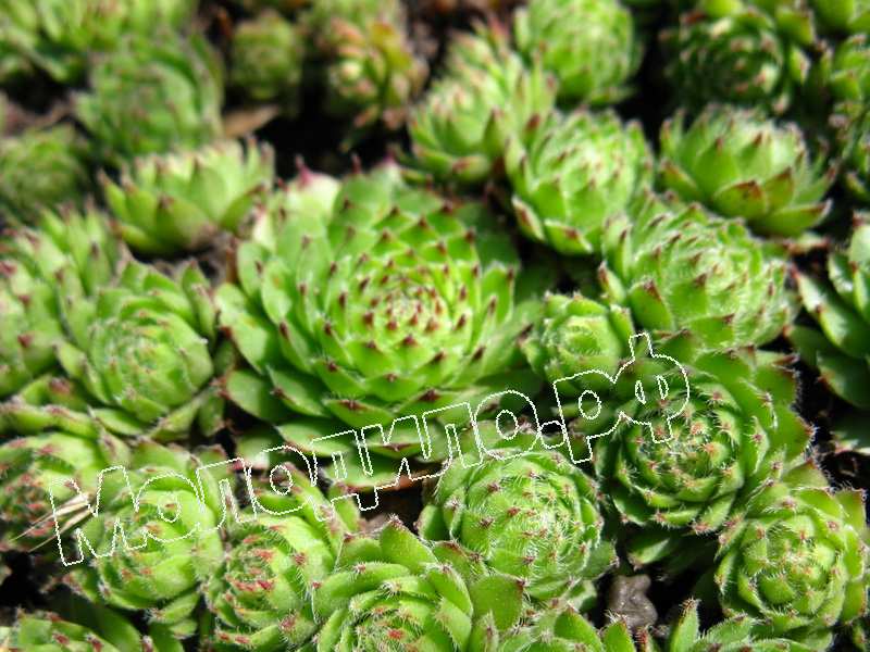 Sempervivum