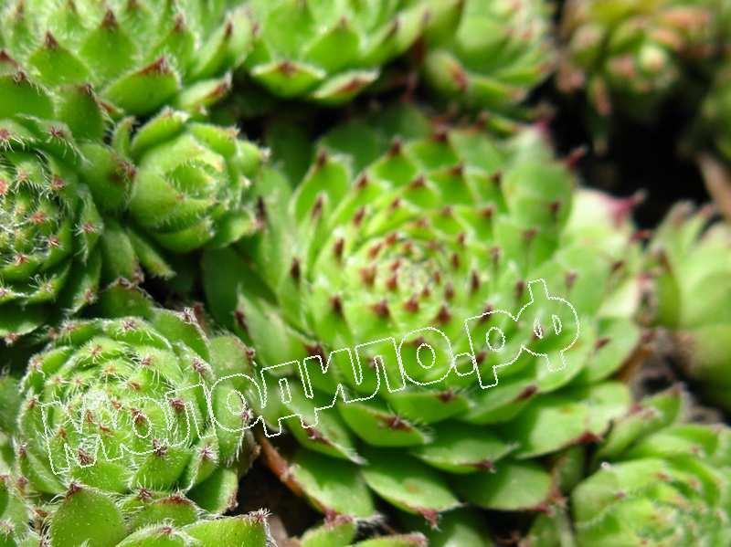 Sempervivum