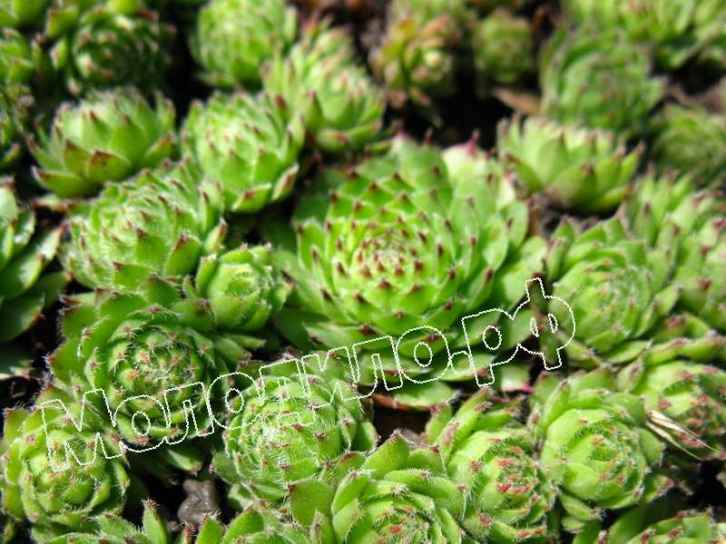 Sempervivum