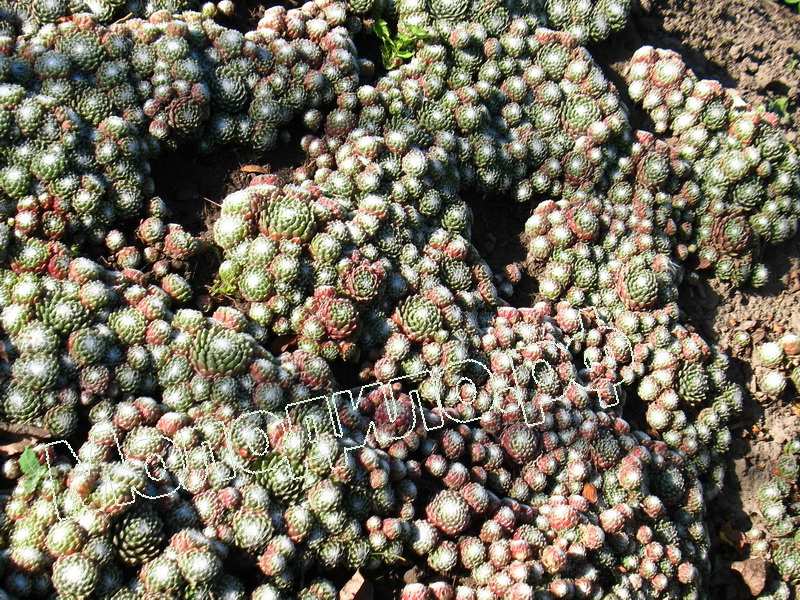 Sempervivum