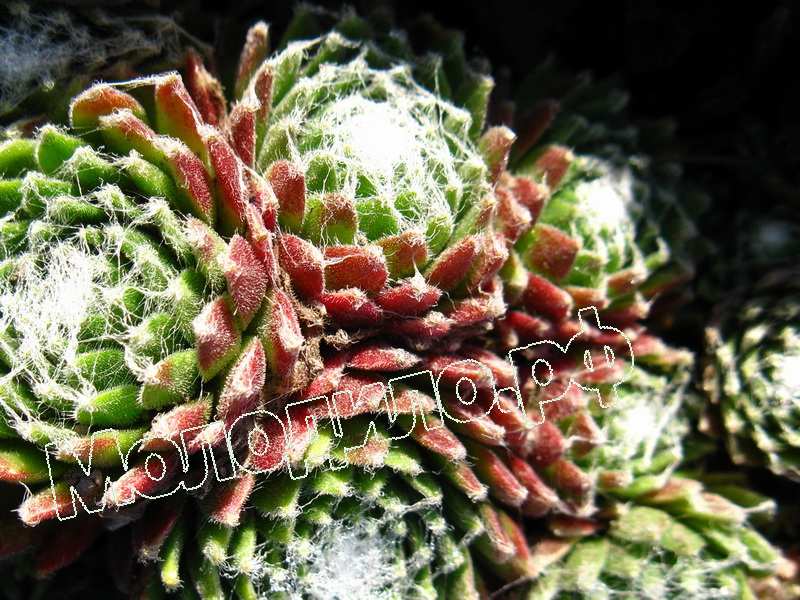 Sempervivum