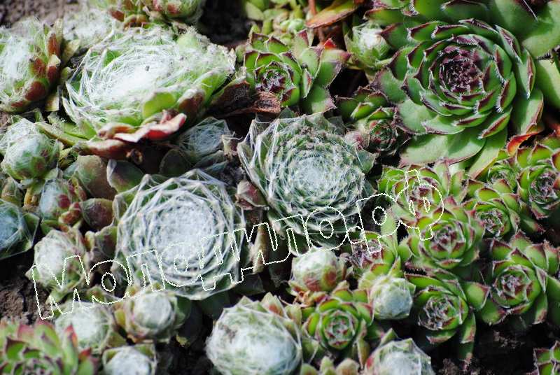 Sempervivum