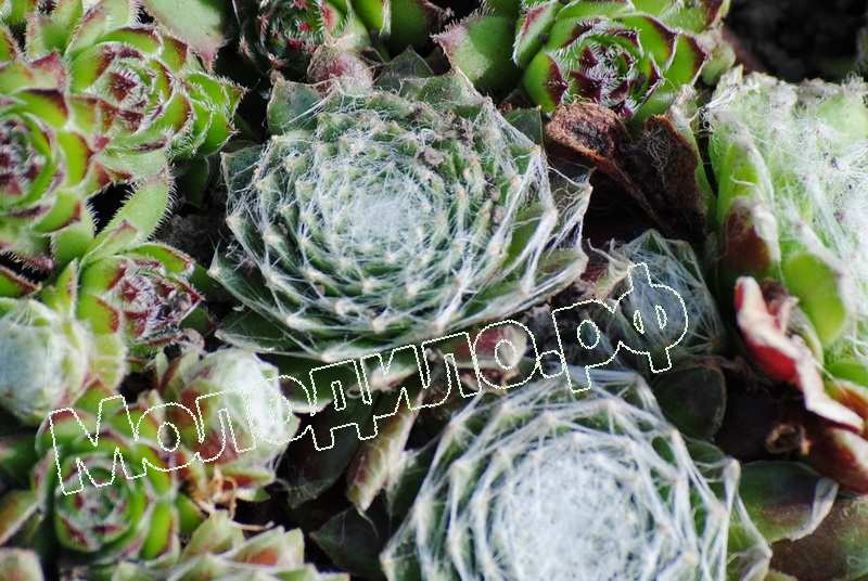 Sempervivum