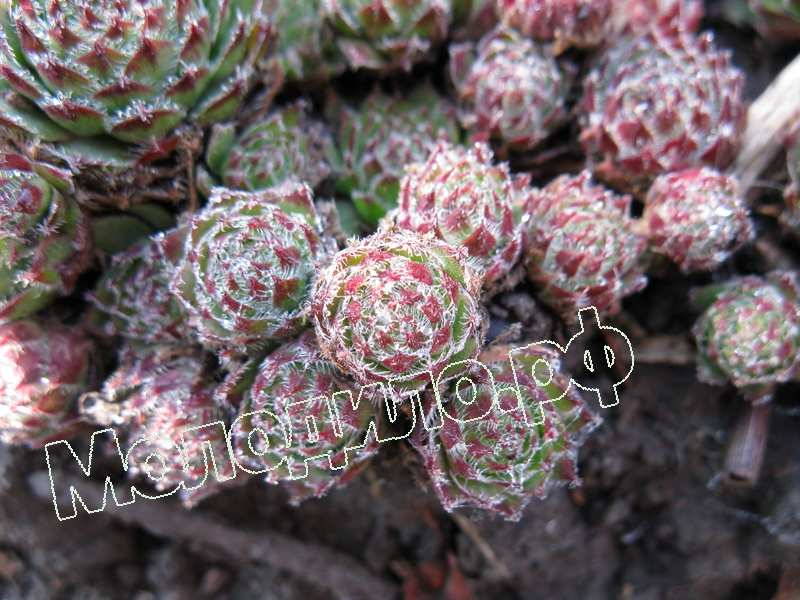 Sempervivum