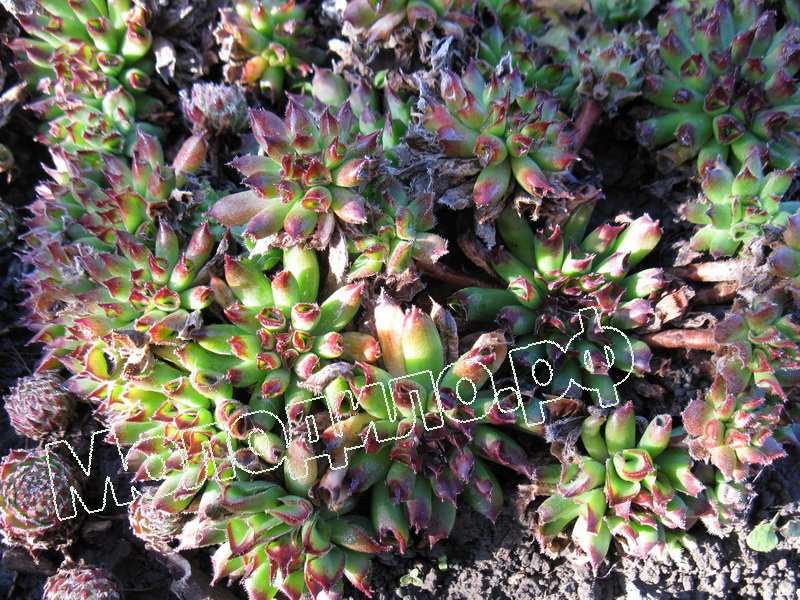 Sempervivum