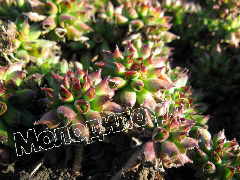 Sempervivum