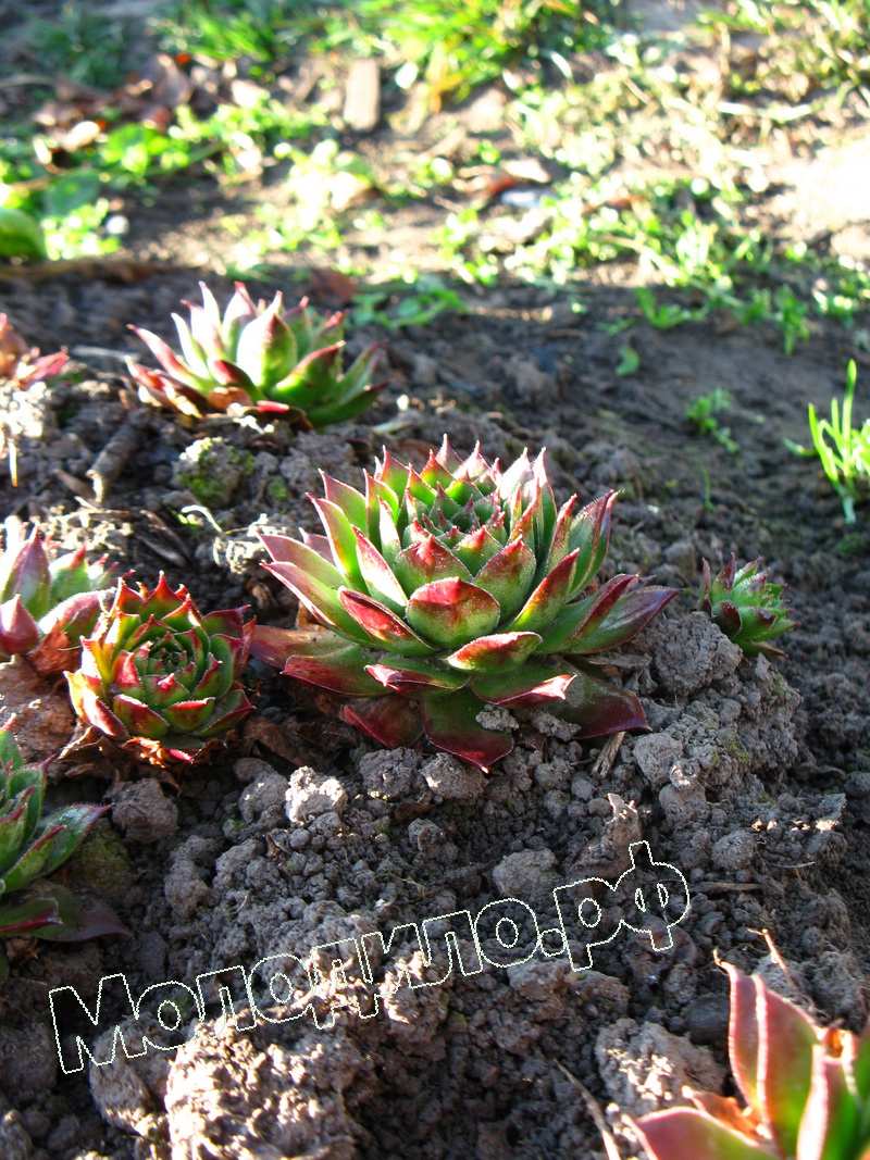 Sempervivum