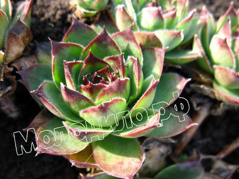 Sempervivum