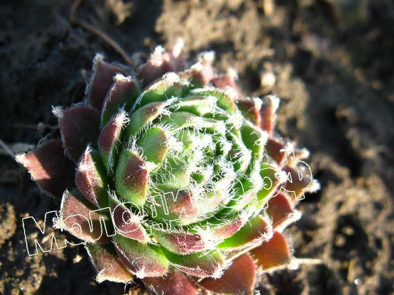 Sempervivum