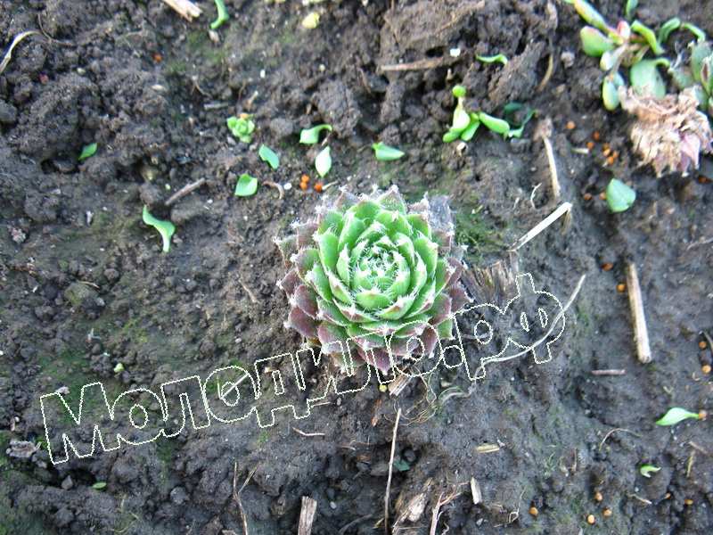 Sempervivum