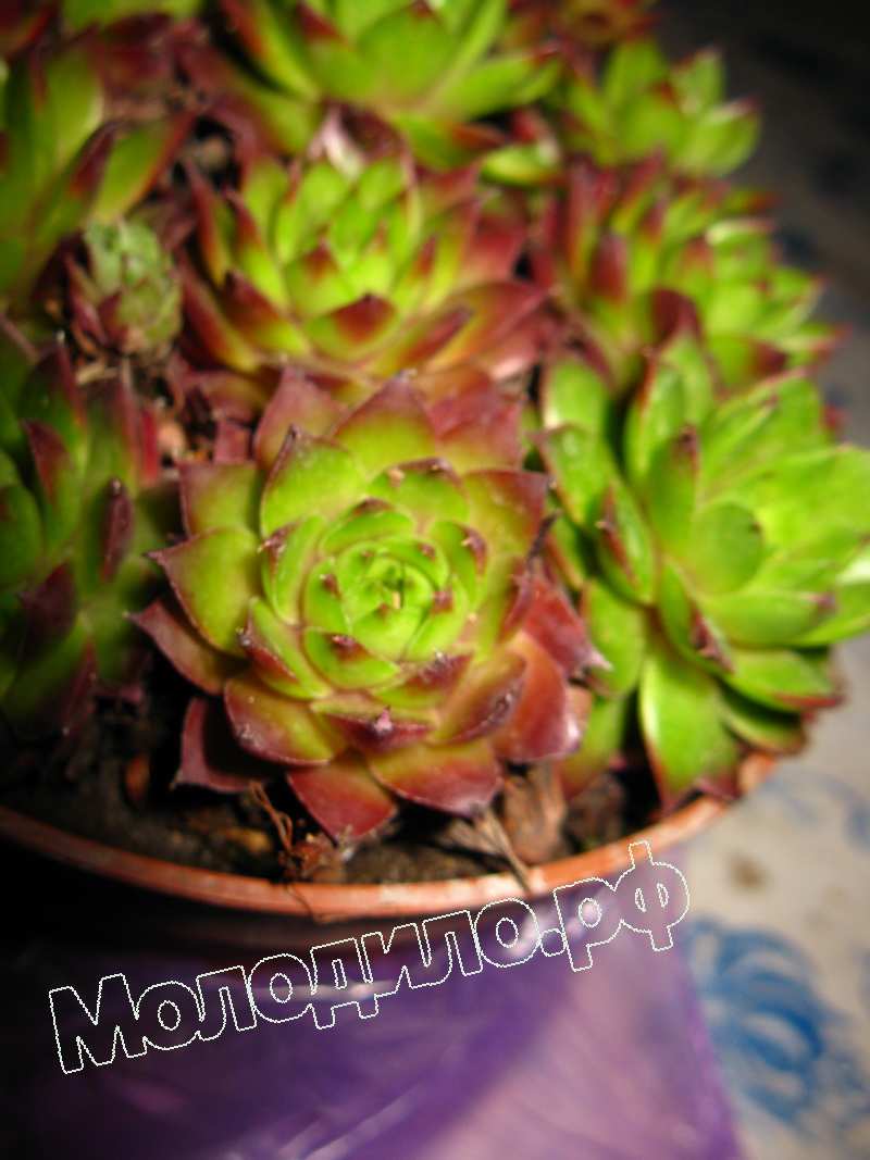 Sempervivum