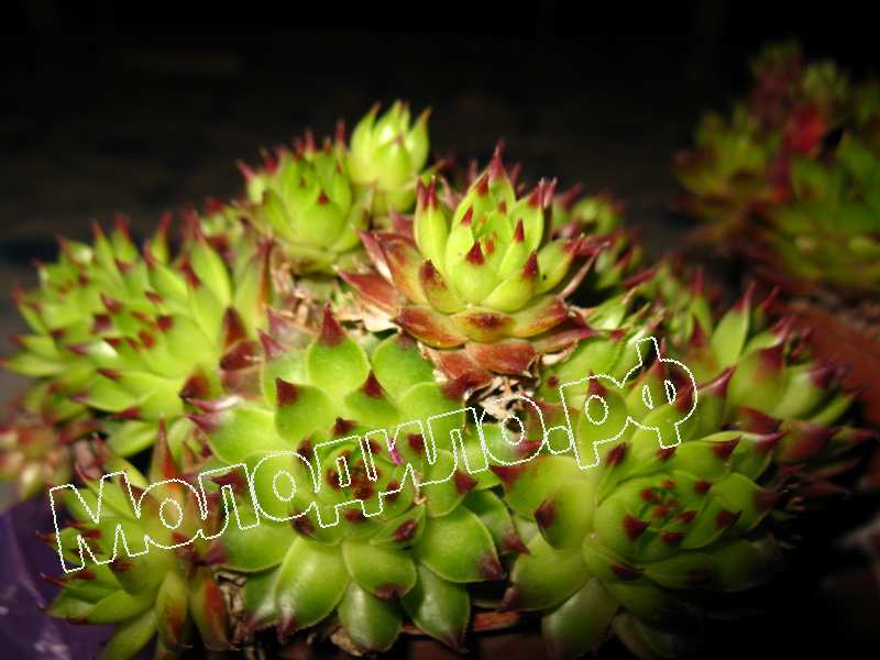 Sempervivum