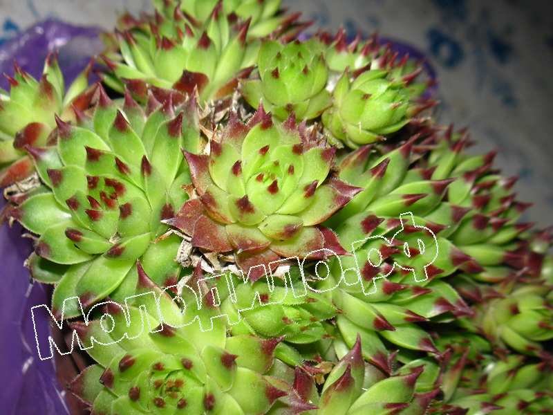 Sempervivum