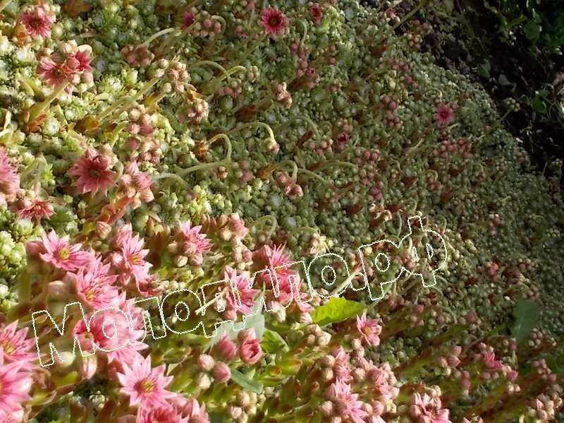 Sempervivum