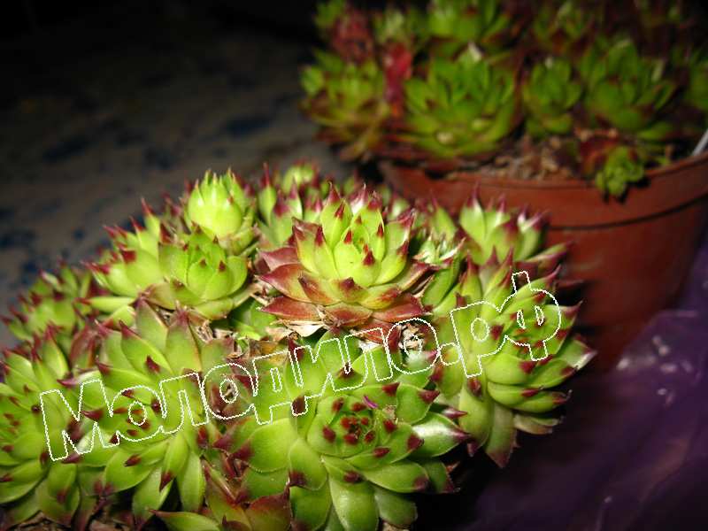 Sempervivum