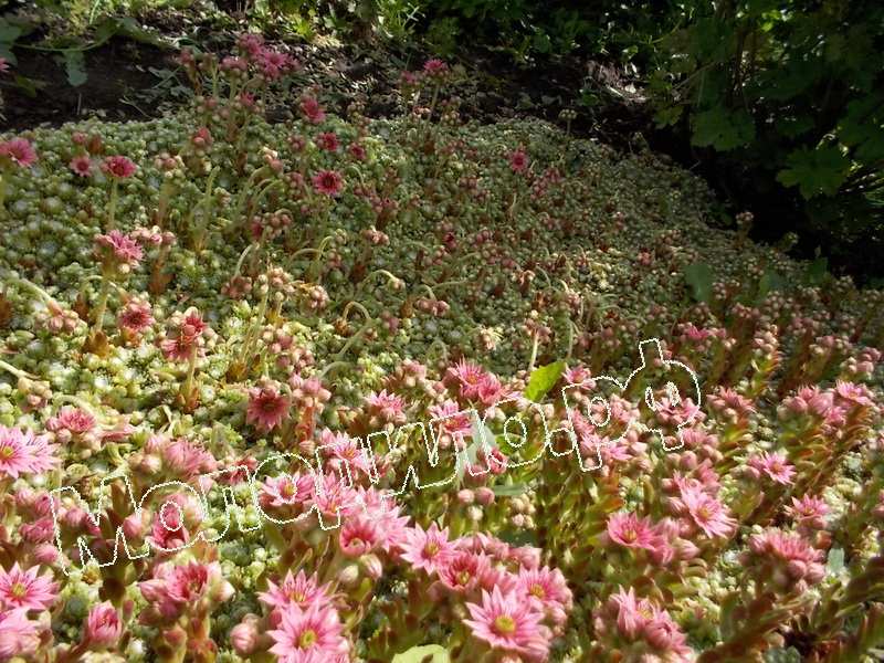 Sempervivum