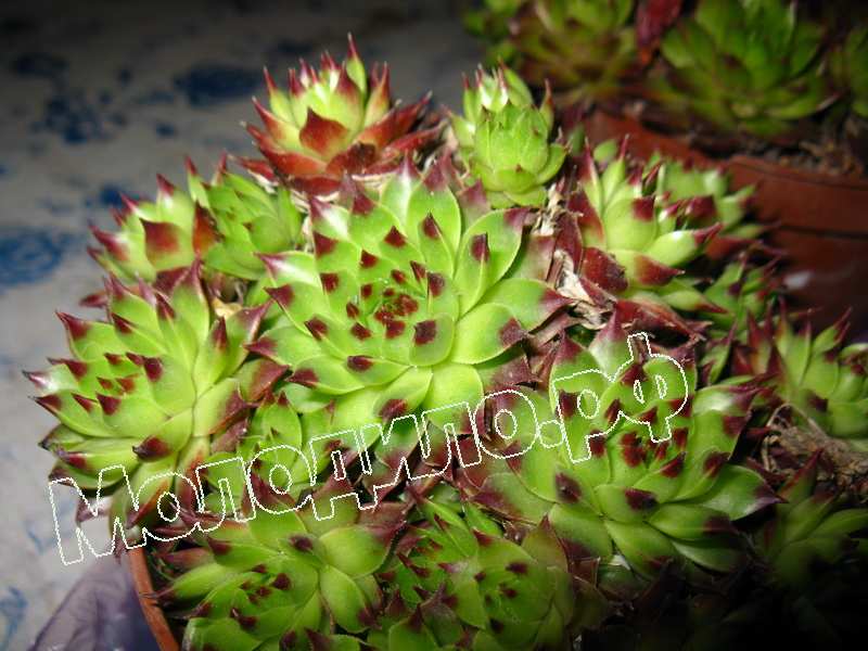 Sempervivum