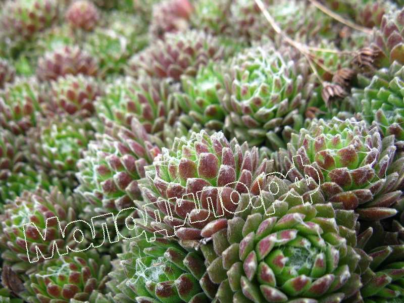 Sempervivum