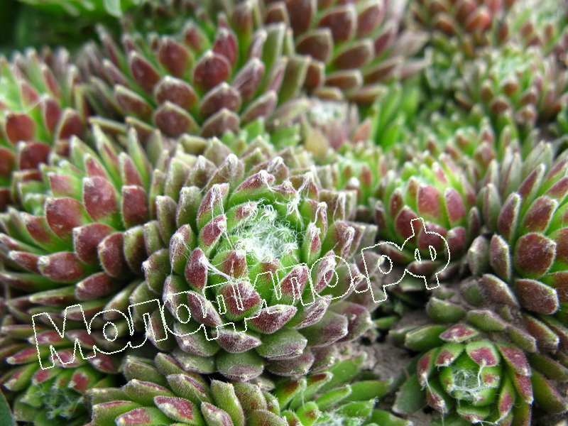 Sempervivum