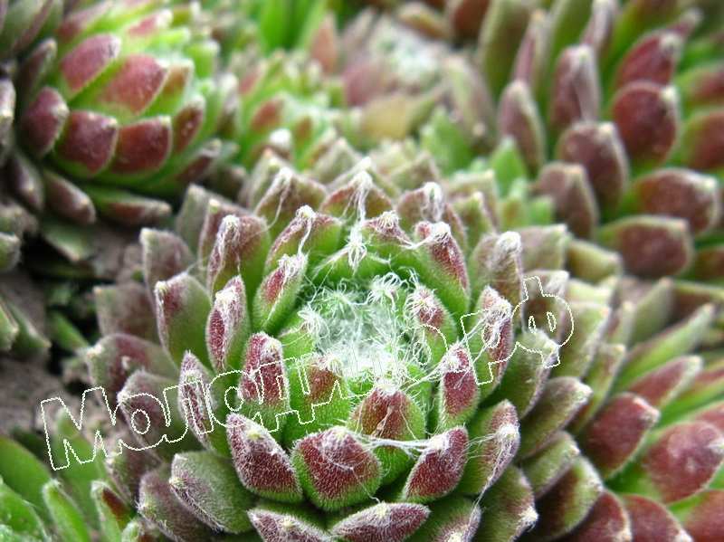 Sempervivum