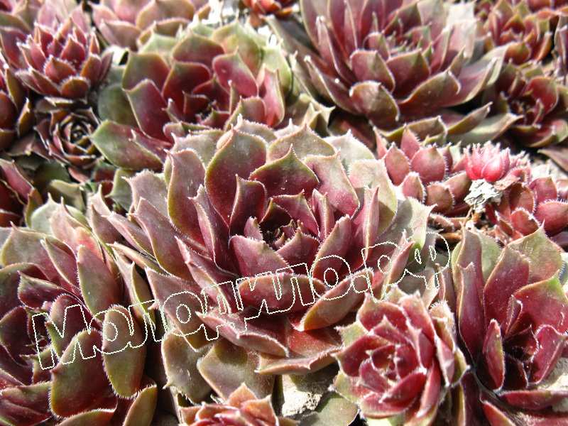 Sempervivum