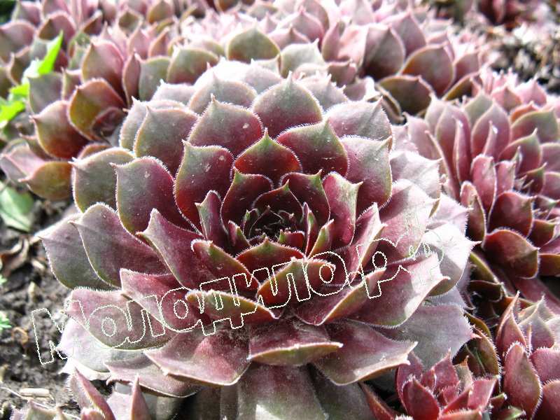 Sempervivum