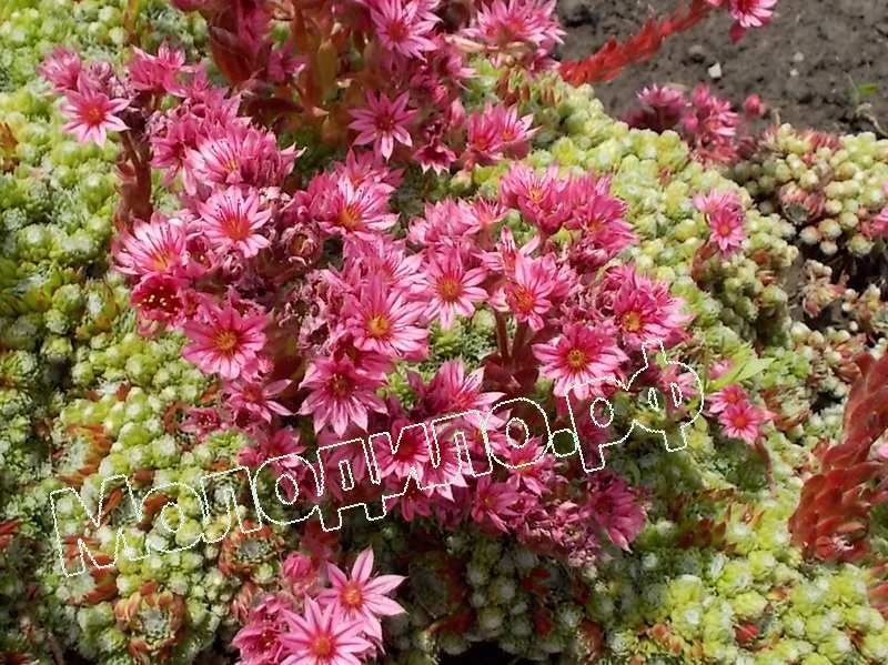 Sempervivum