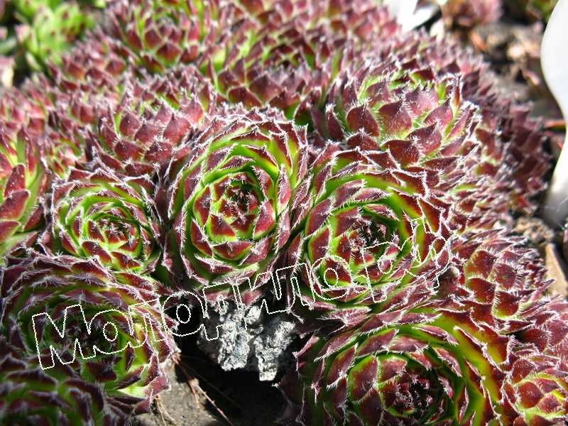 Sempervivum