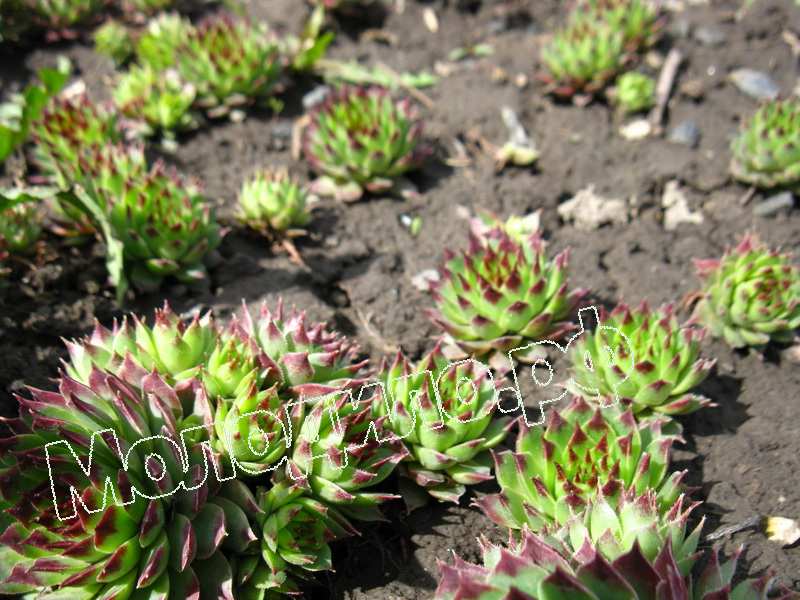 Sempervivum