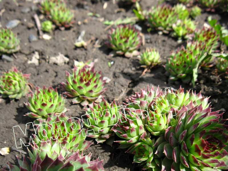 Sempervivum