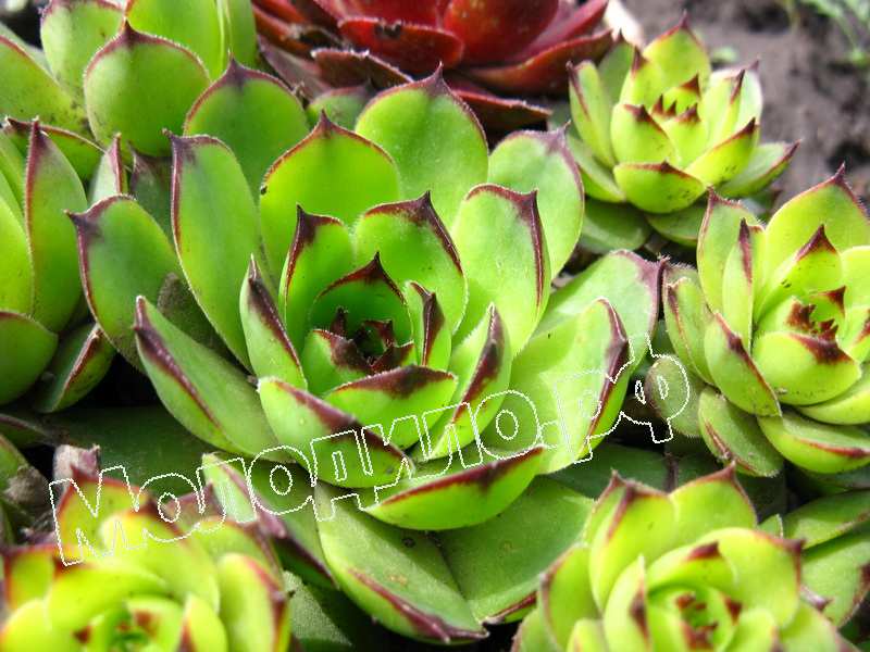 Sempervivum