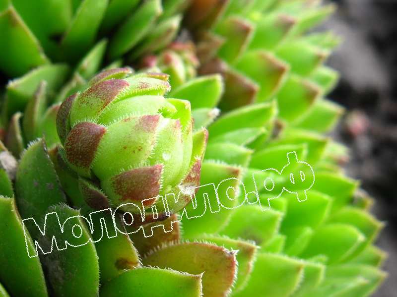 Sempervivum