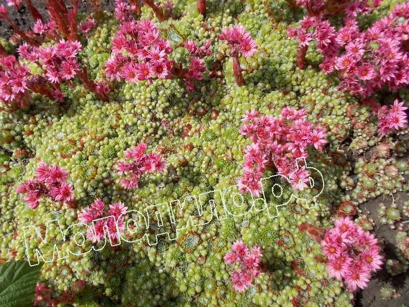 Sempervivum