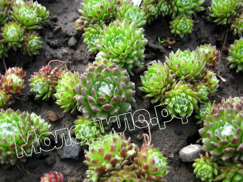 Sempervivum